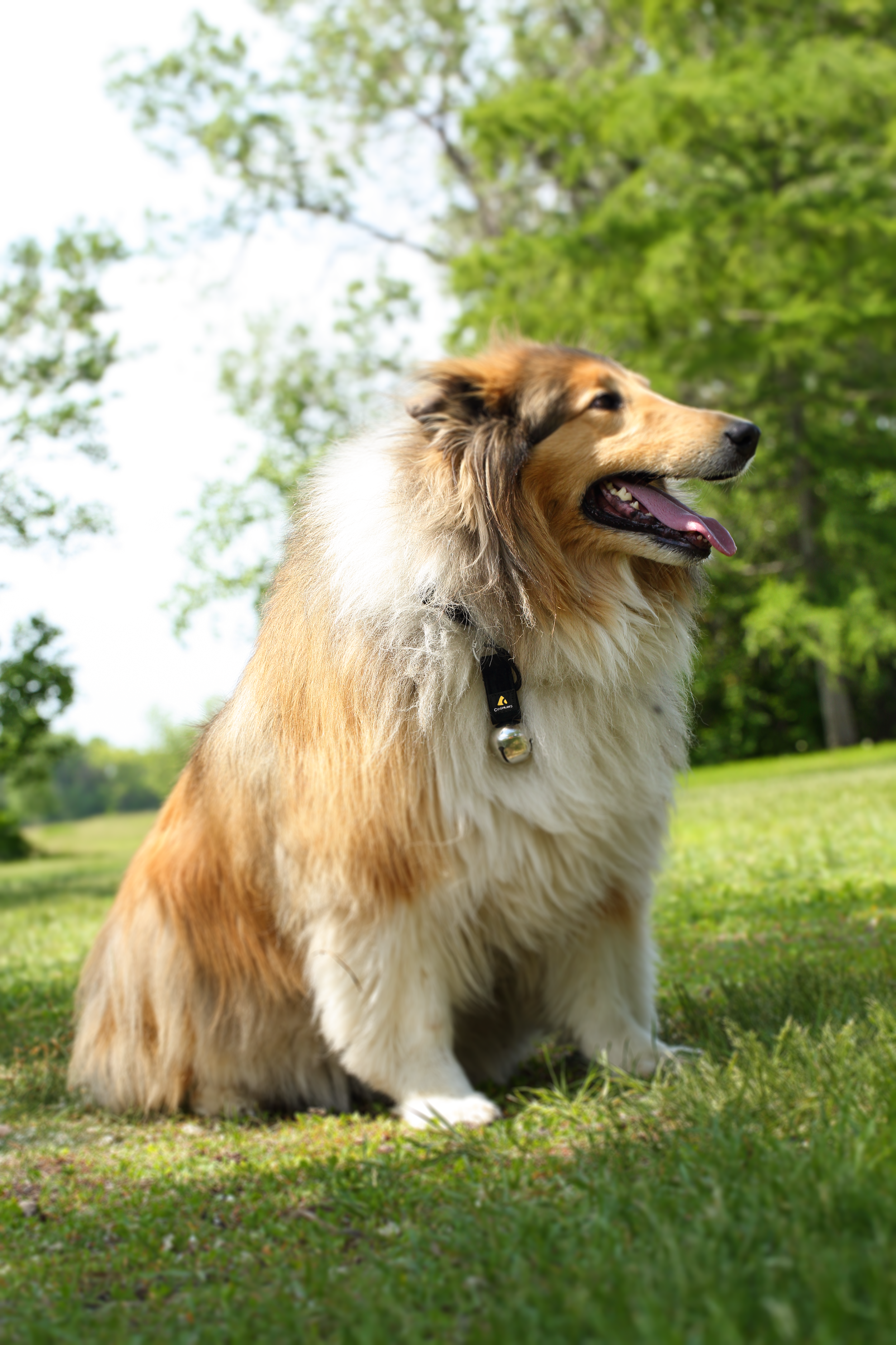 Coghlan's Bear Bell with Carabiner