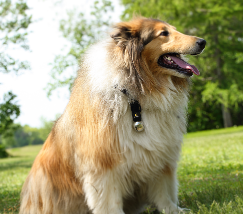 Coghlan's Bear Bell with Carabiner