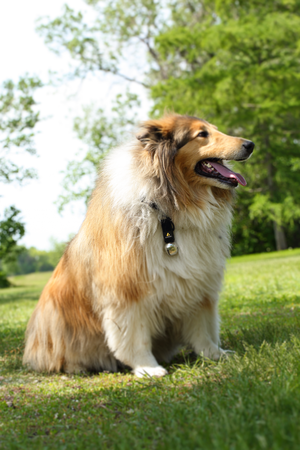 Coghlan's Bear Bell with Carabiner