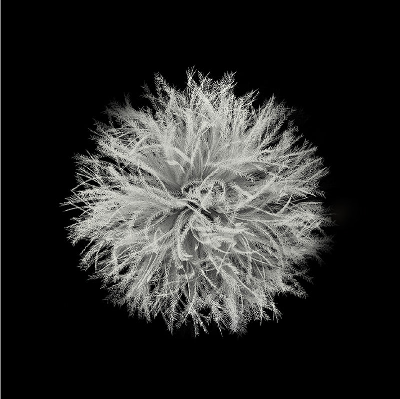 Naturehike Snowbird Mummy Down Sleeping Bag SP700