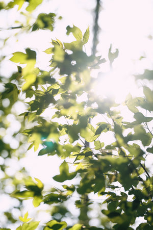 Fire Maple Petrel Ultralight Cooking System - Hornet Ii Updated Version