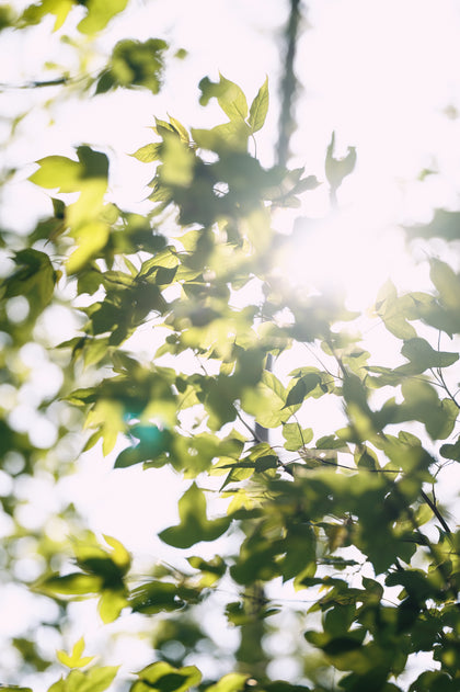 Fire Maple Petrel Ultralight Cooking System - Hornet Ii Updated Version