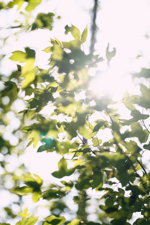 Fire Maple Petrel Ultralight Cooking System - Hornet Ii Updated Version