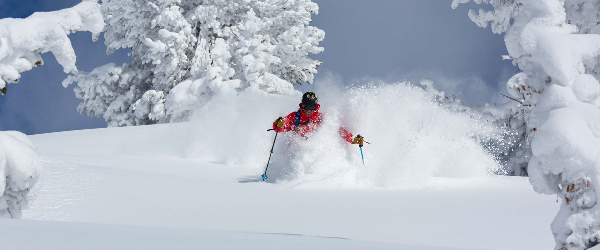 Skier in deep powder between snow-covered trees